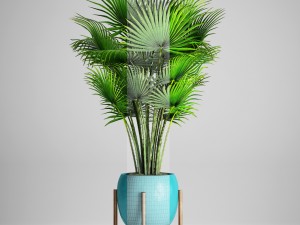 palm tree 3D Модель