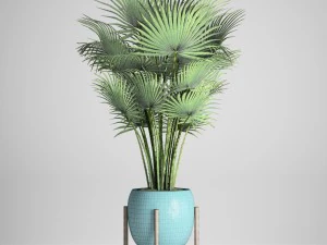 palm tree 3D Model