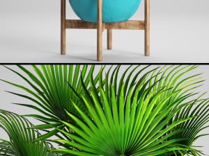 palm tree 3D Модель