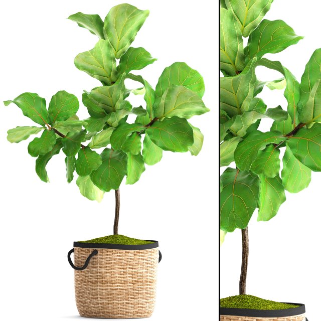 ficus lyrata trees 3D-Modell .c4d .max .obj .3ds .fbx .stl .blend 