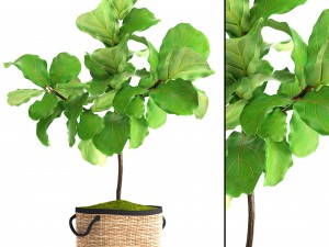 ficus lyrata trees Modelo 3D