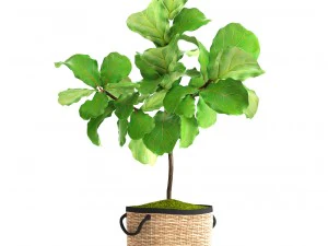 ficus lyrata trees 3D Model