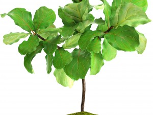 ficus lyrata trees 3D-Modell