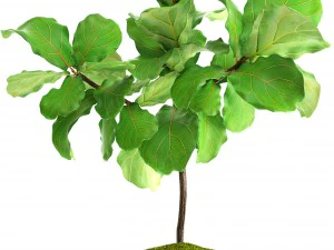 ficus lyrata trees 3D Model