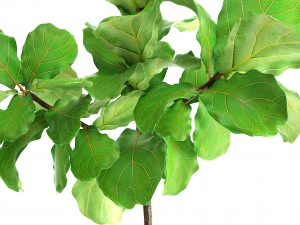 ficus lyrata trees 3D Model