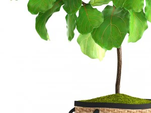 ficus lyrata trees 3D Model