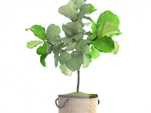 ficus lyrata trees 3D Model