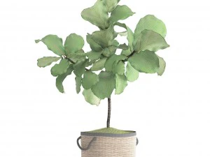 ficus lyrata trees 3D Model