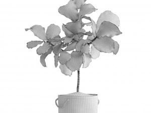 ficus lyrata trees 3D Model