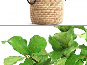 ficus lyrata trees 3D Model