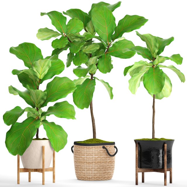 ficus lyrata trees 3D Model .c4d .max .obj .3ds .fbx .stl .blend 