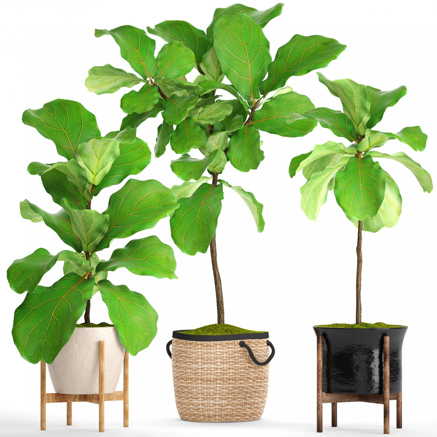 ficus lyrata trees 3D Model .c4d .max .obj .3ds .fbx .stl .blend 