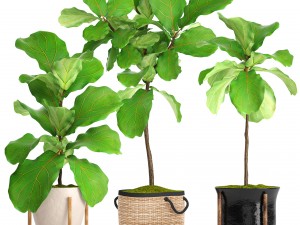 ficus lyrata trees 3D Model
