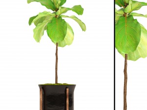 ficus lyrata trees 3D Model