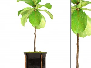 ficus lyrata trees 3D Model