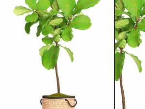 ficus lyrata trees 3D Model