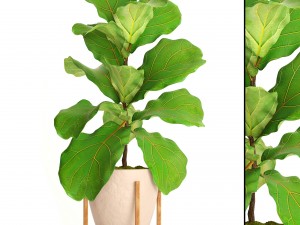 ficus lyrata trees 3D Model