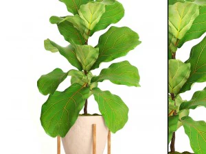 ficus lyrata trees 3D Model