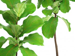ficus lyrata trees 3D Model