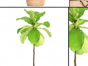 ficus lyrata trees 3D Model