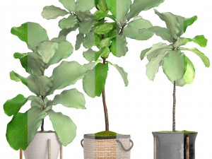 ficus lyrata trees 3D Model