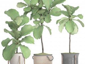 ficus lyrata trees 3D Model