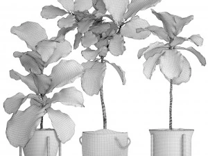 ficus lyrata trees 3D Model