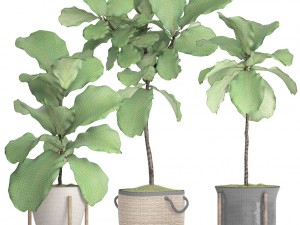 ficus lyrata trees 3D Model