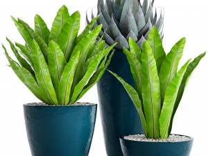 plants collection pot 3D Model