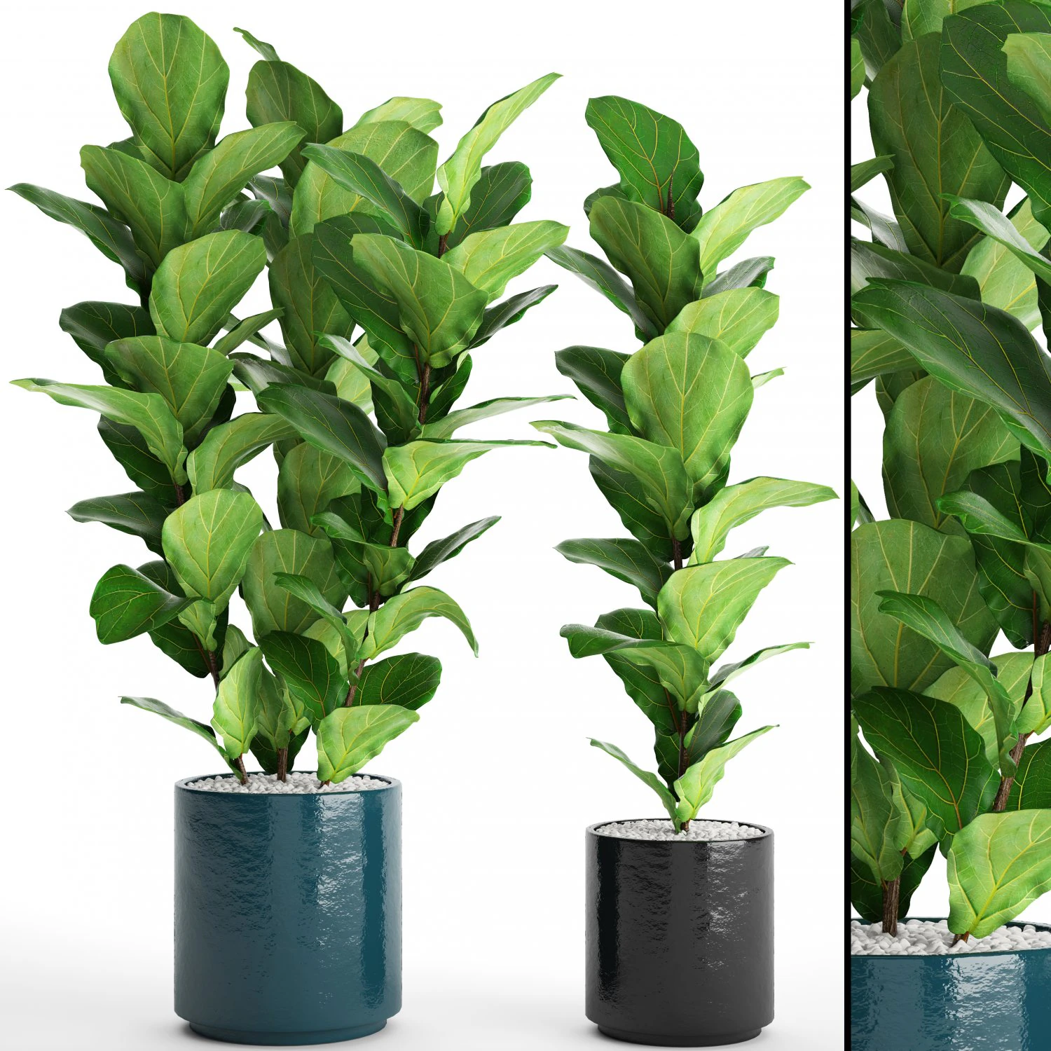 ficus lyrata trees 3D Model .c4d .max .obj .3ds .fbx .stl .blend
