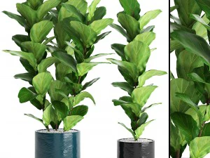 alberi di ficus lyrata Modello 3D