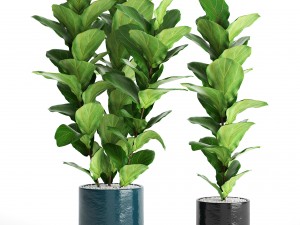 ficus lyrata trees Modello 3D