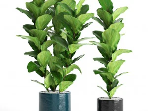ficus lyrata trees 3D Model