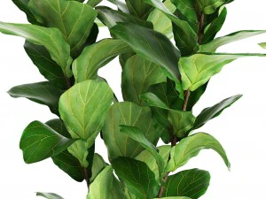 ficus lyrata trees 3D Model