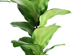 ficus lyrata trees 3D Model