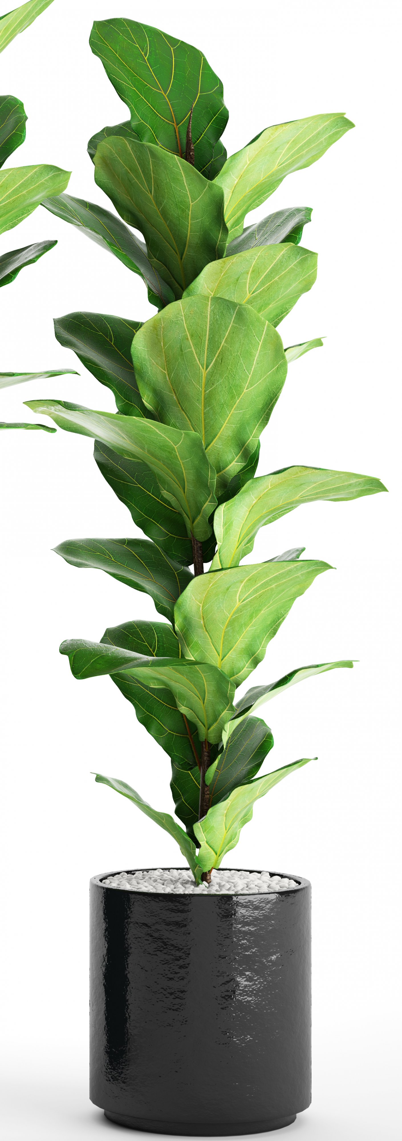 Ficus Lyrata Trees 3D Model in Tree 3DExport
