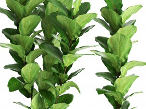 ficus lyrata trees Modello 3D