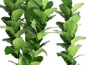 ficus lyrata trees 3D Model