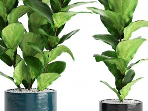 ficus lyrata trees 3D Model