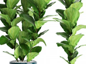 ficus lyrata trees 3D Model