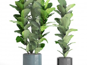 ficus lyrata trees Modello 3D
