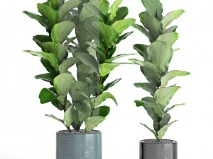 ficus lyrata trees 3D Model