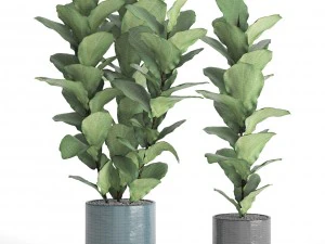 ficus lyrata trees 3D Model