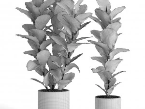 ficus lyrata trees 3D Model