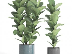 ficus lyrata trees 3D Model