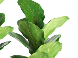 ficus lyrata trees 3D Model