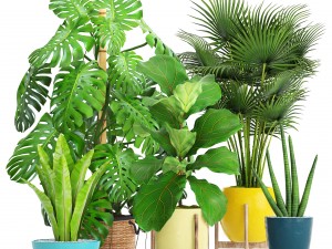 collection plants 3D 模型