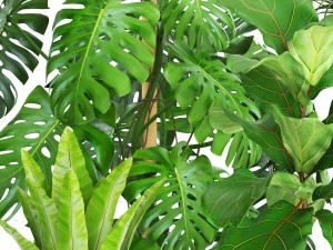 collection plants 3D 模型