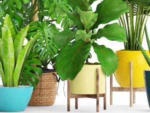 collection plants 3D 模型