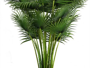 collection plants 3D 模型